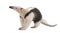 Collared Anteater - Tamandua tetradactyla