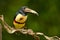 Collared Aracari