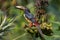 Collared Aracari from Arenal Volcano National Park, Costa Rica