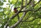 A collared aracari on a branch