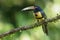 Collared aracari in Costa Rica