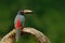 Collared Aracari, Pteroglossus torquatus, bird with big bill. Toucan sitting on the branch in the forest, Boca Tapada, Laguna de L