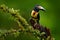 Collared Aracari, Pteroglossus torquatus, bird with big bill. Toucan sitting on the nice branch in the forest, Boca Tapada, Laguna