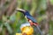 Collared aracari, Pteroglossus torquatus. Bird in the toucan family. Tortuguero, Wildlife and birdwatching in Costa Rica.