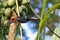 Collared aracari, Pteroglossus torquatus. Bird in the toucan family. Tortuguero, Wildlife and birdwatching in Costa Rica.