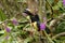 Collared Aracari - Pteroglossus torquatus sitting on tree in tropical mountain rain forest in Costa Rica, big toucan,colorful beak