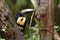 Collared Aracari - Pteroglossus torquatus sitting on tree in tropical mountain rain forest in Costa Rica, big toucan,colorful beak