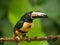 Collared aracari toucan 3
