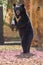 Collared bear of Asia standing on these two hind legs in a wildlife park in the north west