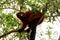Collared brown lemur on tree looking at the environment
