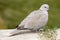 Collared Dove