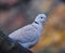 Collared Dove