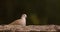 Collared Dove with black background