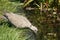 Collared Dove drinking from pond