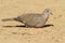 Collared Dove On The Ground