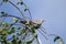 A collared dove lands on a birch twig