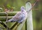 Collared Dove perched on rose branch