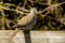 Collared dove sat on a fence