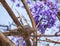 A Collared dove sits on a branch