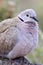 Collared Dove (Streptopelia decaocto)