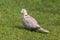 Collared Dove - Streptopelia decaocto in a British garden.