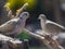 The Collared Dove Streptopelia decaocto is a slender pigeon with a long tail.