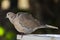 The Collared Dove Streptopelia decaocto is a slender pigeon with a long tail.