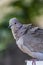 The Collared Dove Streptopelia decaocto is a slender pigeon with a long tail.