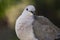 The Collared Dove Streptopelia decaocto is a slender pigeon with a long tail.