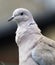 Collared Dove suffering from Canker, Trichomoniasis