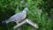 Collared dove and wood pigeon on bird feeder close up, green nature background