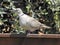 Collared Dove on Wooden Fence