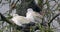 Collared Doves, Streptopelia decaocto, together perched on tree