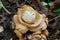 Collared earthstar