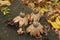 Collared earthstar