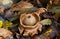 Collared earthstar