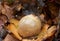 Collared earthstar in leaf litter