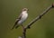 Collared Flycatcher