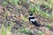 Collared Flycatcher Ficedula albicollis