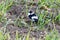 Collared Flycatcher Ficedula albicollis