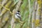 Collared Flycatcher Ficedula albicollis