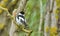 Collared Flycatcher Ficedula albicollis