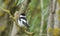 Collared Flycatcher Ficedula albicollis