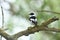 Collared Flycatcher Ficedula albicollis