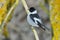 Collared Flycatcher Ficedula albicollis