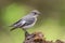 Collared Flycatcher - Ficedula albicollis