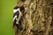 Collared Flycatcher - Ficedula albicollis