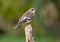 Collared flycatcher (Ficedula albicollis)
