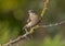 Collared flycatcher (Ficedula albicollis)