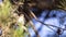 Collared Flycatcher on Pine Tree